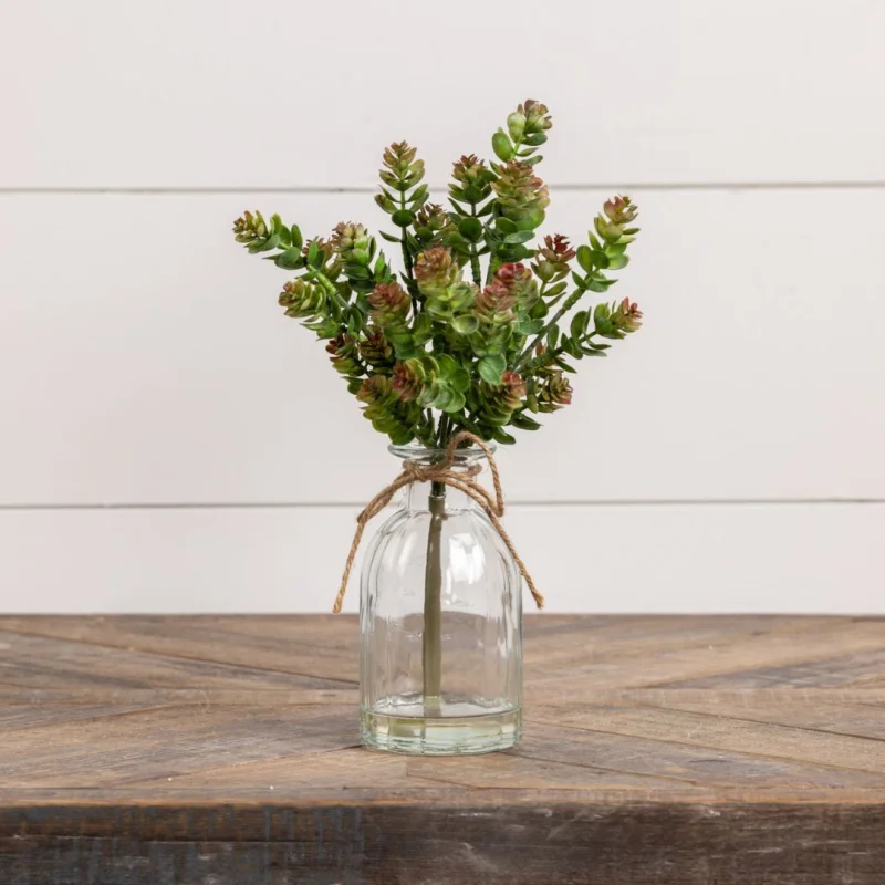 12″ October Daphne Succulent in Vase