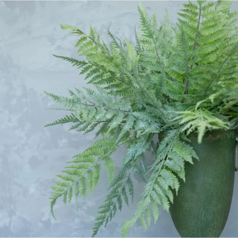 Whitewashed Boston Fern Bundle