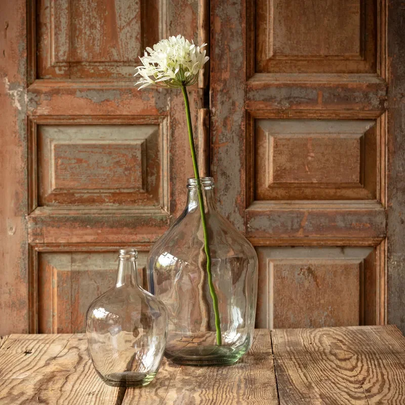 White Agapanthus